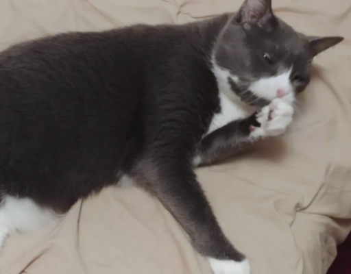 BellenPaws.com - Belle Taking Bath