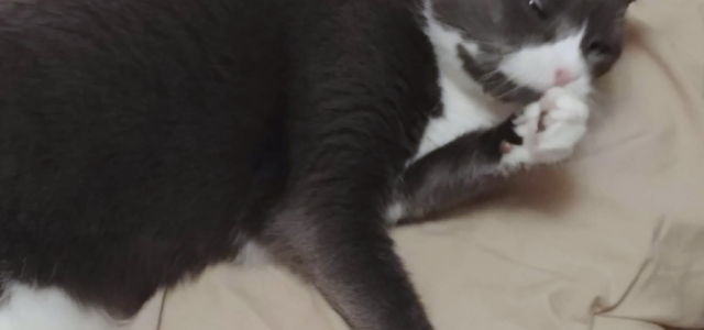 Skin and Coat Changes in Aging Cats