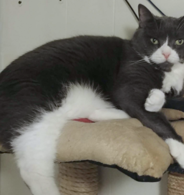 Senior Cats and the Joy of Zoomies: What Those Sudden Bursts of Energy Really Mean