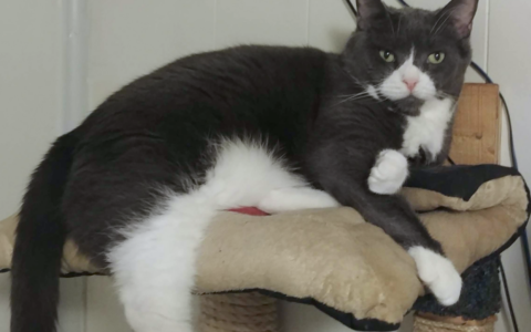 Senior Cats and the Joy of Zoomies: What Those Sudden Bursts of Energy Really Mean