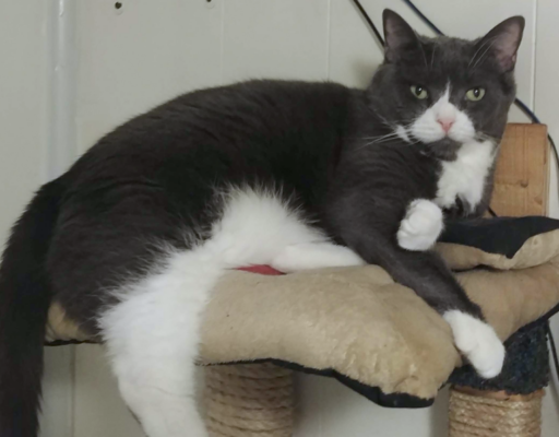 BellenPaws.com - Belle on top of the tree