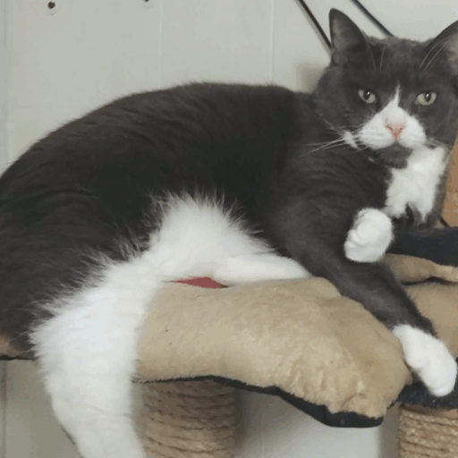 BellenPaws.com - Belle at top of tree