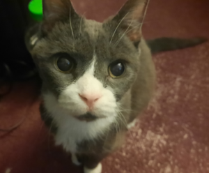 BellenPaws.com - Belle with Vision Issues