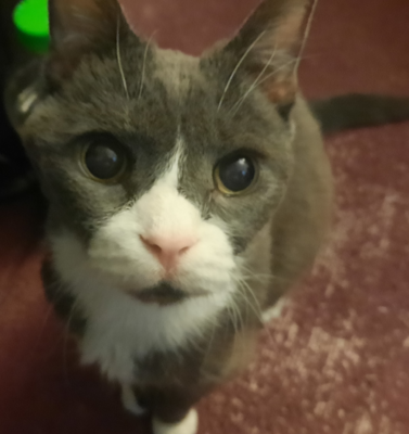 Vision and Hearing Loss in Senior Cats: Adapting Your Home