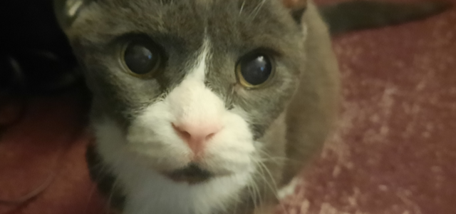 Vision and Hearing Loss in Senior Cats: Adapting Your Home