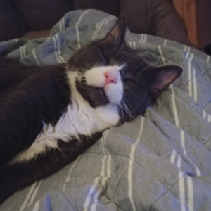 BellenPaws.com - Belle Waking