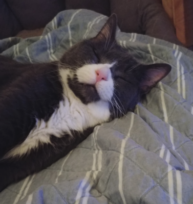 Common Medical Issues Found in Rescued Senior Cats