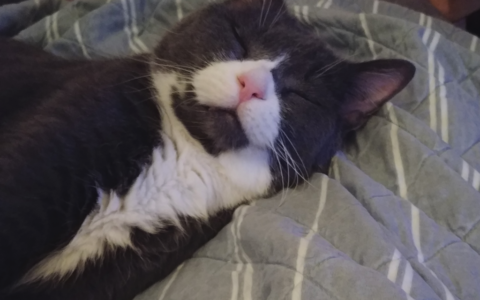 Common Medical Issues Found in Rescued Senior Cats