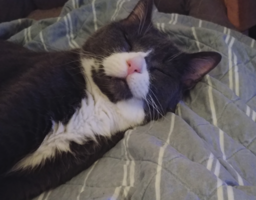 BellenPaws.com - Belle Waking