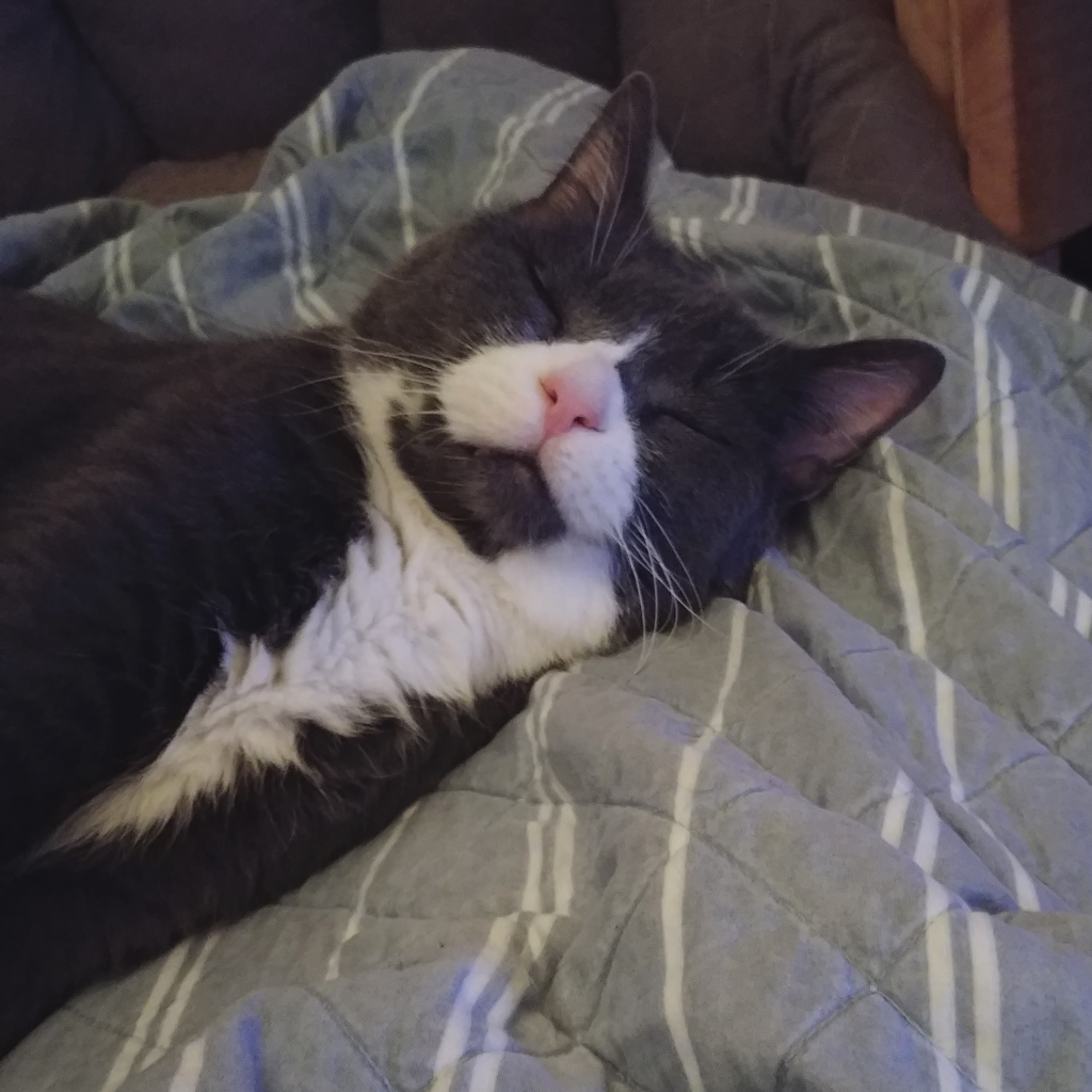 BellenPaws.com - Belle Waking