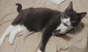 BellenPaws.com - Belle Washing up