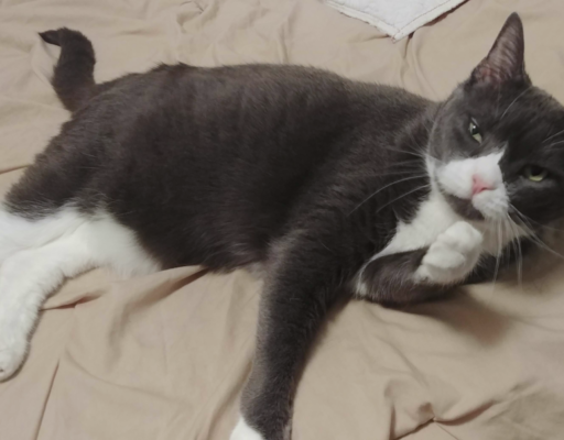 BellenPaws.com - Belle Washing up