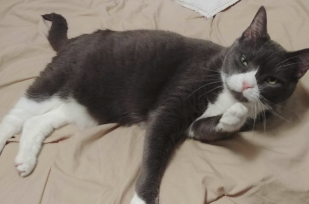 How Aging Pets Teach Patience and Presence