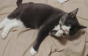 BellenPaws.com - Belle Washing Up 2