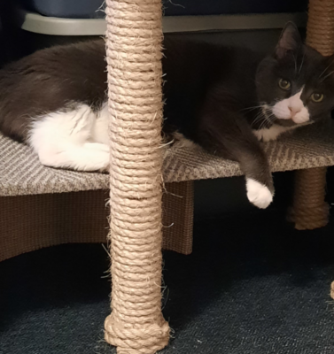Over-Grooming in Cats: Is It Medical or Behavioral?