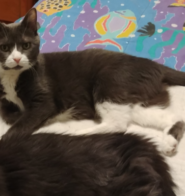 Writing Rescue Bios for Senior Pets That Actually Get Them Adopted