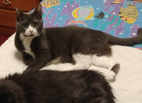 Writing Rescue Bios for Senior Pets That Actually Get Them Adopted