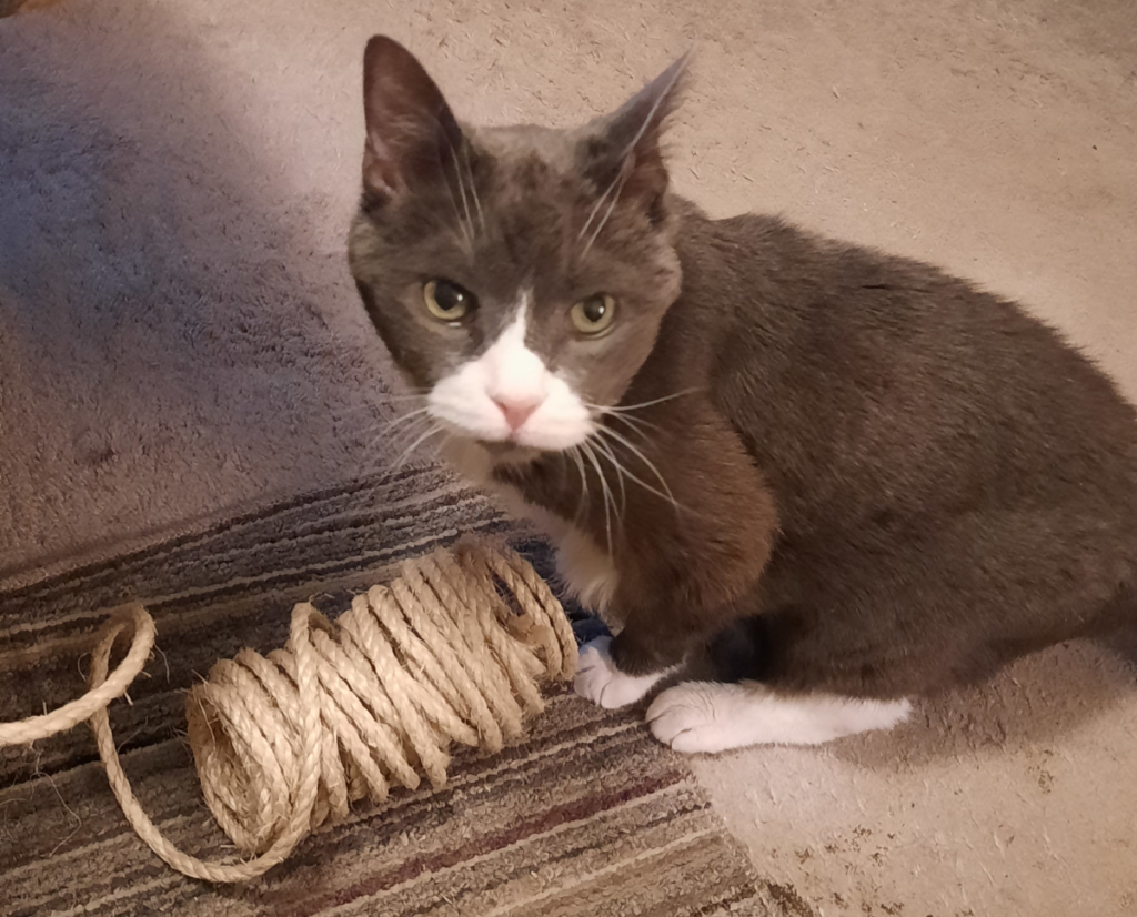 Belle Playing with Sisal Rope