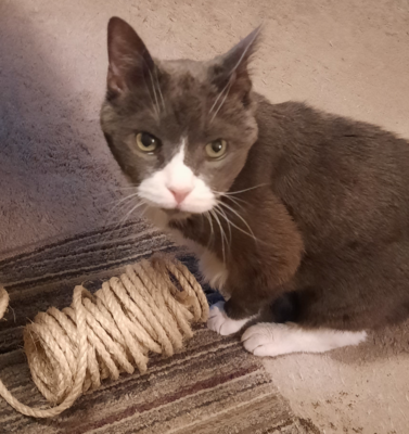 Effective Scratching Post Training: A Step-by-Step Guide