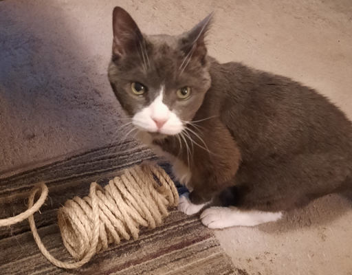 Belle Playing with Sisal Rope