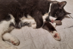 Belle with Toy Mouse
