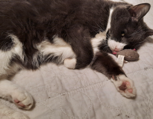 Belle with Toy Mouse