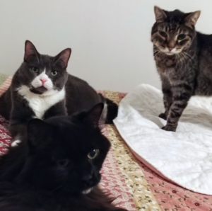 Belle with Zippy and Blackie