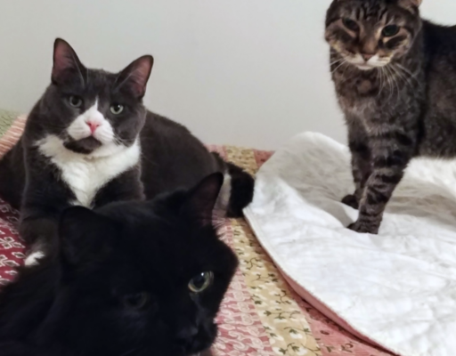 Belle with Zippy and Blackie