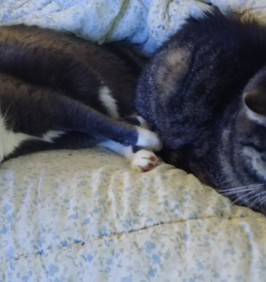 Advocating for Pets Who Can’t Speak for Themselves