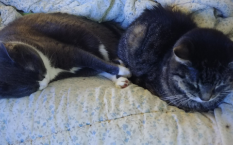 Advocating for Pets Who Can’t Speak for Themselves