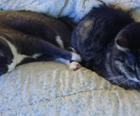 Advocating for Pets Who Can’t Speak for Themselves