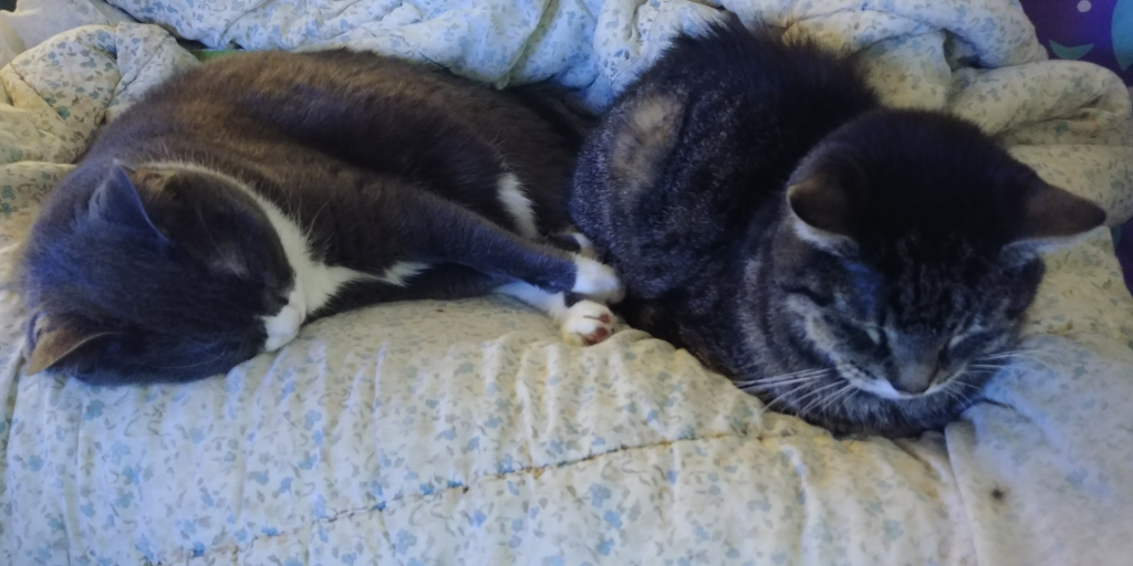 BellenPaws.com - Belle and Zippy Cuddles