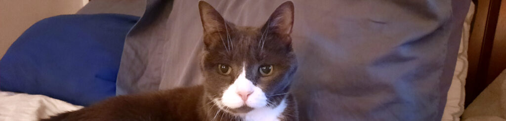 Belle Header Image 2023