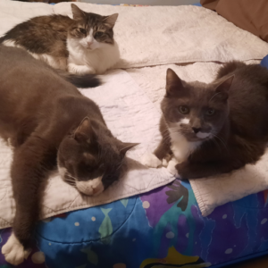 BellenPaws.com - Belle, Paws, Everly