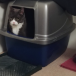 Bellenpaws.com - Belle in Box