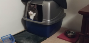 Bellenpaws.com - Belle in Box