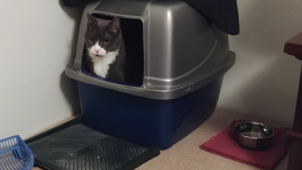 How to Maintain Your Cat Litter Box