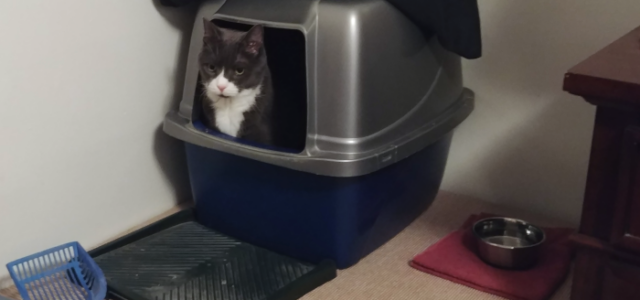 How to Maintain Your Cat Litter Box