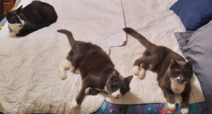 Belle, Paws, Bentley