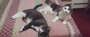 Belle and Rascal