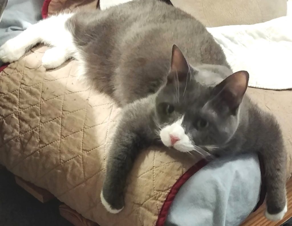 BellenPaws.com - Belle on the Futon