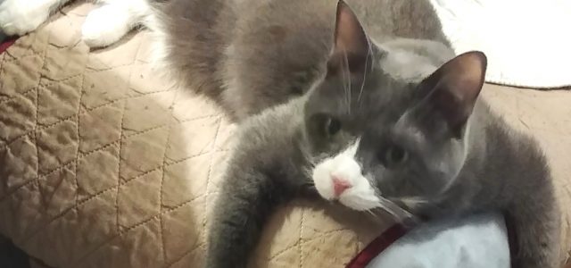 Common Triggers for Psychogenic Alopecia: Changes Your Cat Notices (Even If You Don’t)