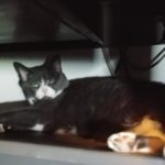 BellenPaws.com - Belle Hiding