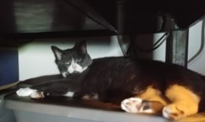 BellenPaws.com - Belle Hiding