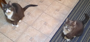 BellenPaws.com - Belle n paws waiting