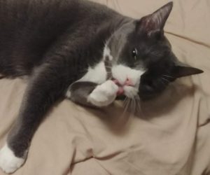 BellenPaws.com - Belle Washing