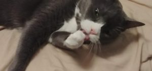 Belle Grooming