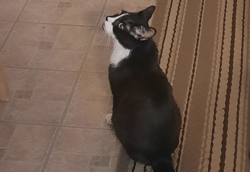 Bentley After his Insulin Shot Waiting for Food