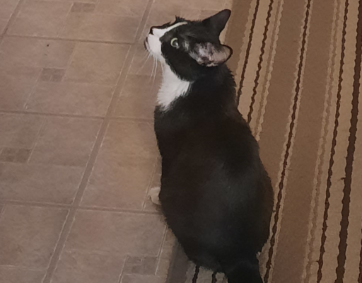 Bentley After his Insulin Shot Waiting for Food