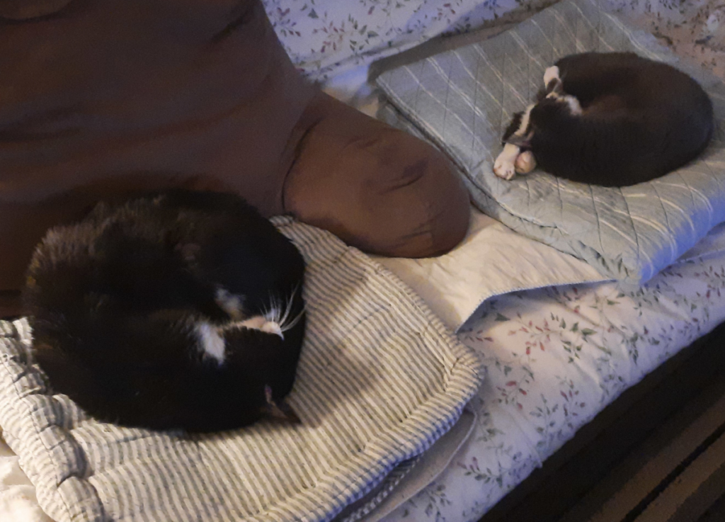 Belle and Bentley Sleeping